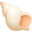 🐚